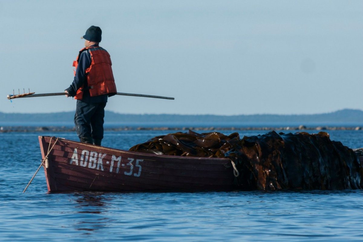 Водоросли Белого моря